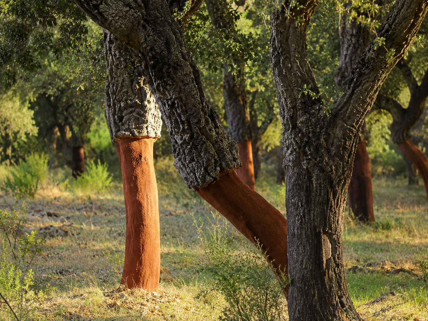 The Story of the Cork - 3