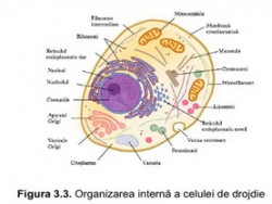 Drojdii Selecționate